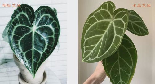 比水晶花燭還美的明脈花燭,有天鵝絨般的質(zhì)感,開的花朵似飛鶴